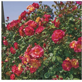 Rose, Joseph's Coat