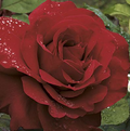 Rose, Legends