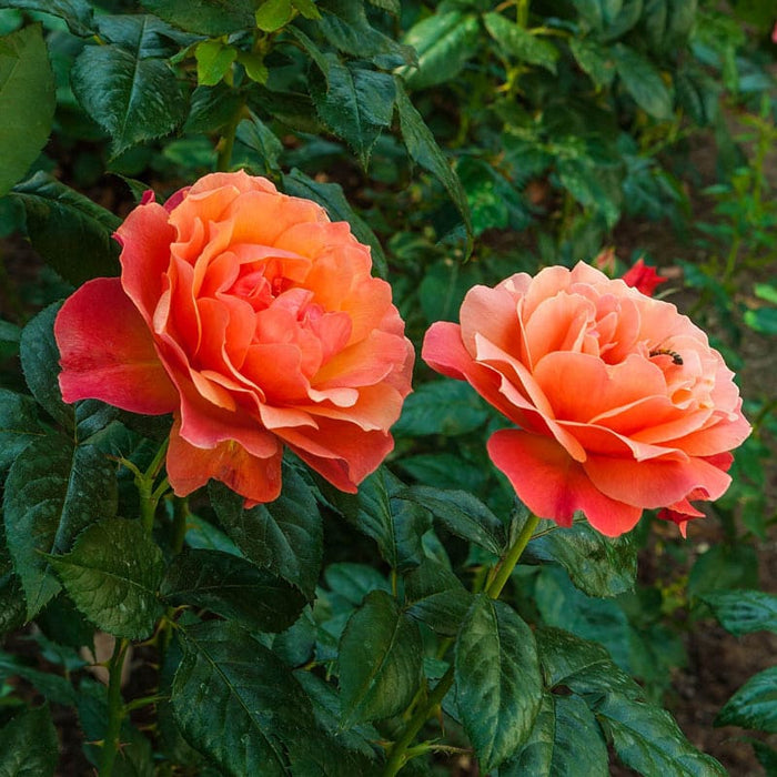 Rose, Livin' Easy