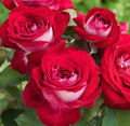 Rose, Love At First Sight