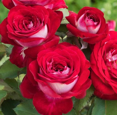 Rose, Love At First Sight