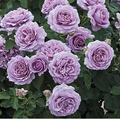 Rose, Love Song