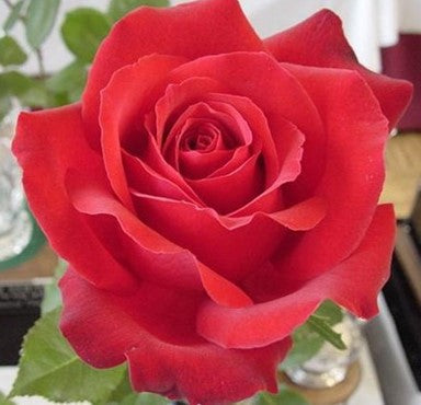 Rose, Love's Promise