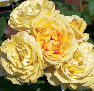 Rose, Michelangelo