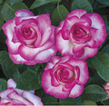 Rose, Miss Congeniality
