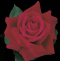 Rose, Mister Lincoln