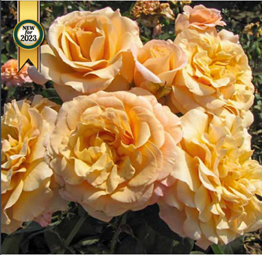 Rose, Morning Glow