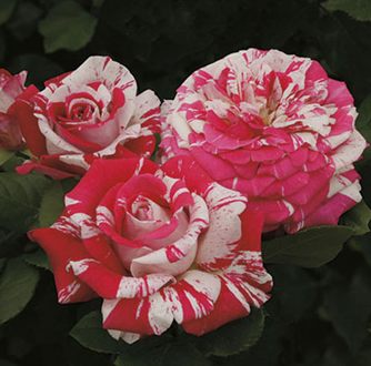 Rose, Neil Diamond