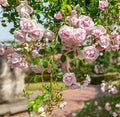 Rose, New Dawn