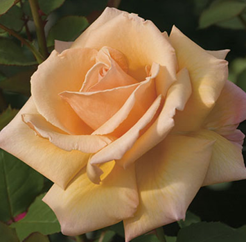 Rose, Over The Moon