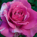 Rose, Parade Day