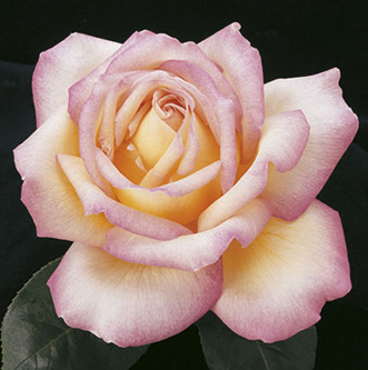 Rose, Peace