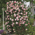 Rose, Pearly Gates