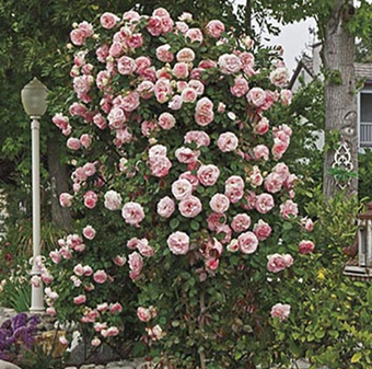 Rose, Pearly Gates