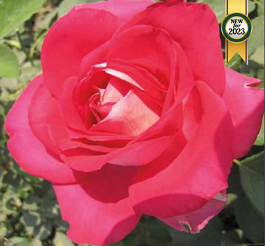 Rose, Picture Perfect