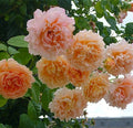 Rose, Polka