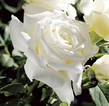 Rose, Pope John Paul II