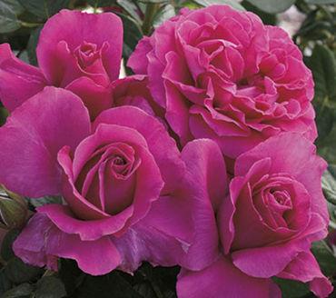 Rose, Pretty Lady