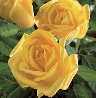 Rose, Radiant