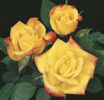 Rose, Rainbow's End