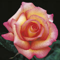 Rose, Sheila's Perfume