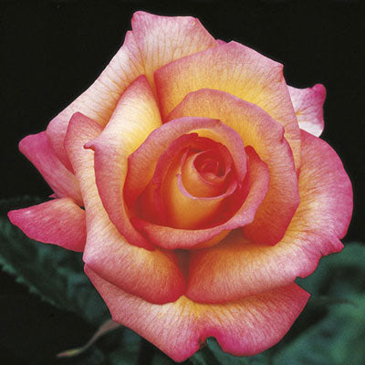 Rose, Sheila's Perfume