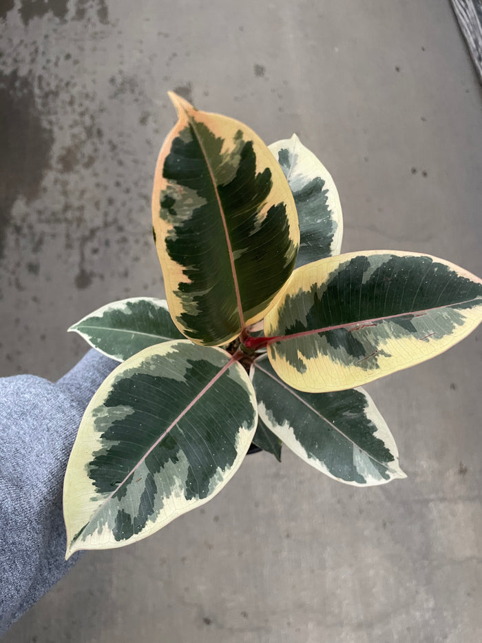 Rubber Tree, Tineke