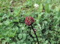 Salad Burnet