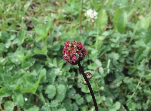 Salad Burnet