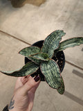 Snake Plant, Cleopatra