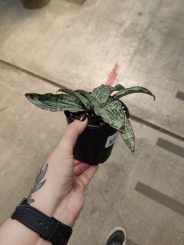 Snake Plant, Cleopatra