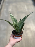 Snake Plant, Robusta