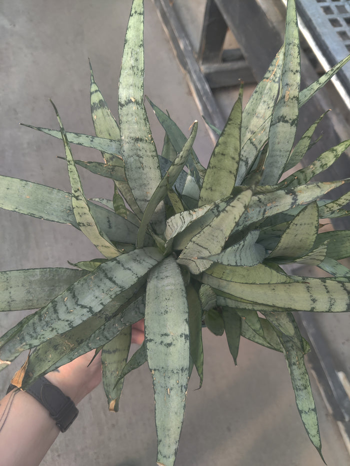 Snake Plant, Silver Streak