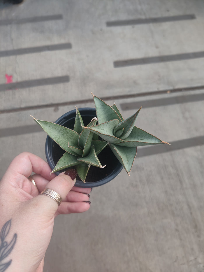 Snake Plant, Tower Grey