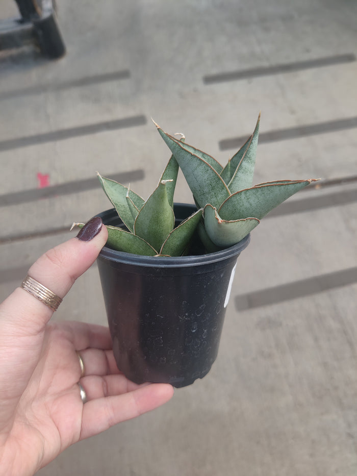 Snake Plant, Tower Grey