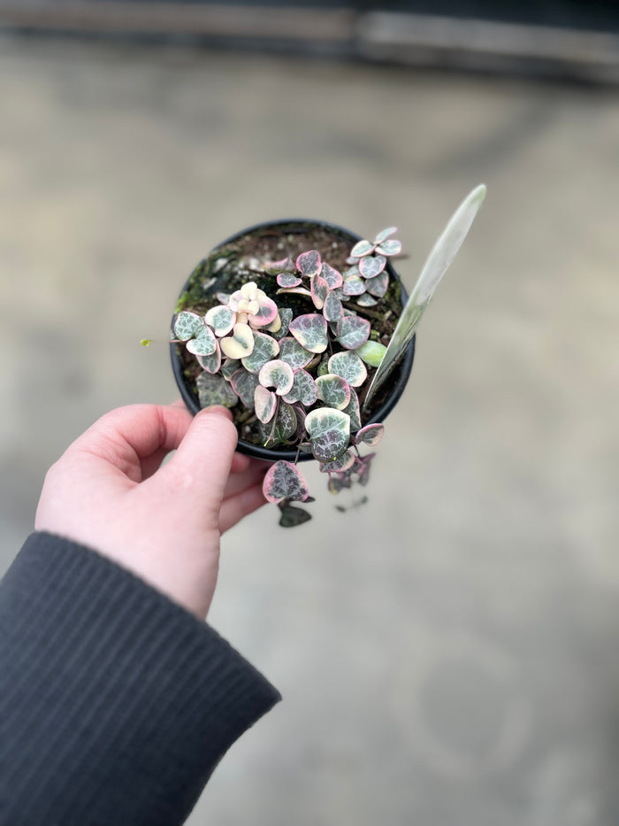 String of Hearts, Variegated
