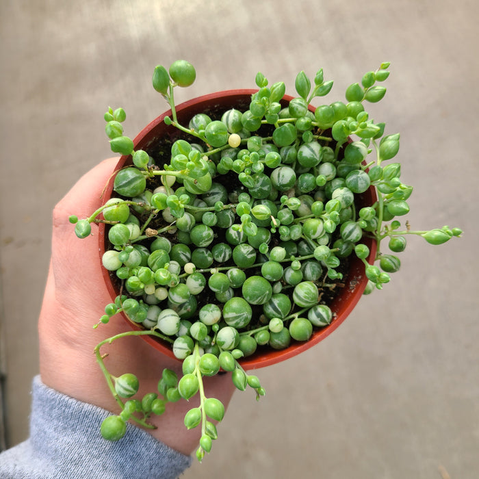 String of Pearls