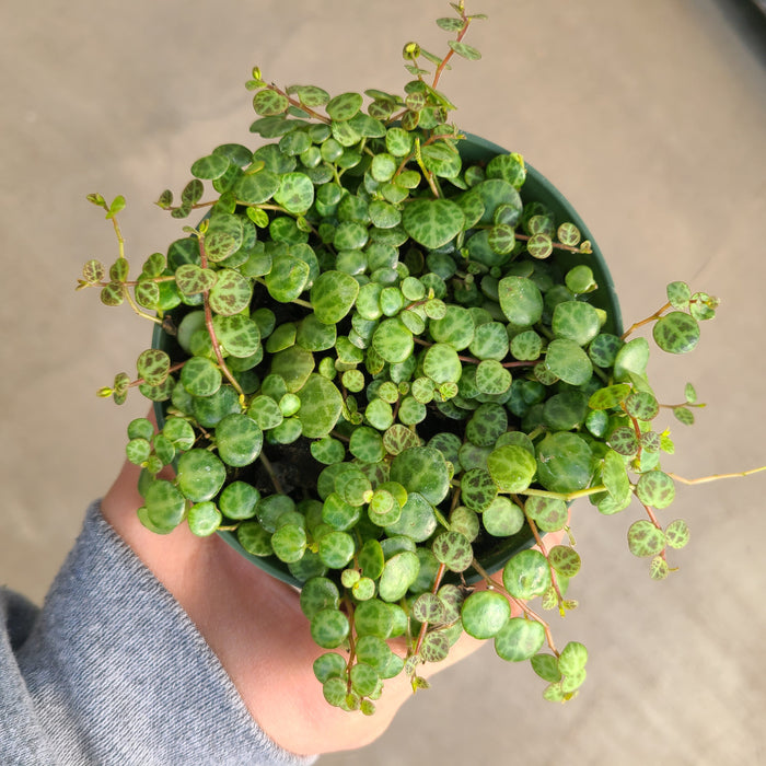 String of Turtles