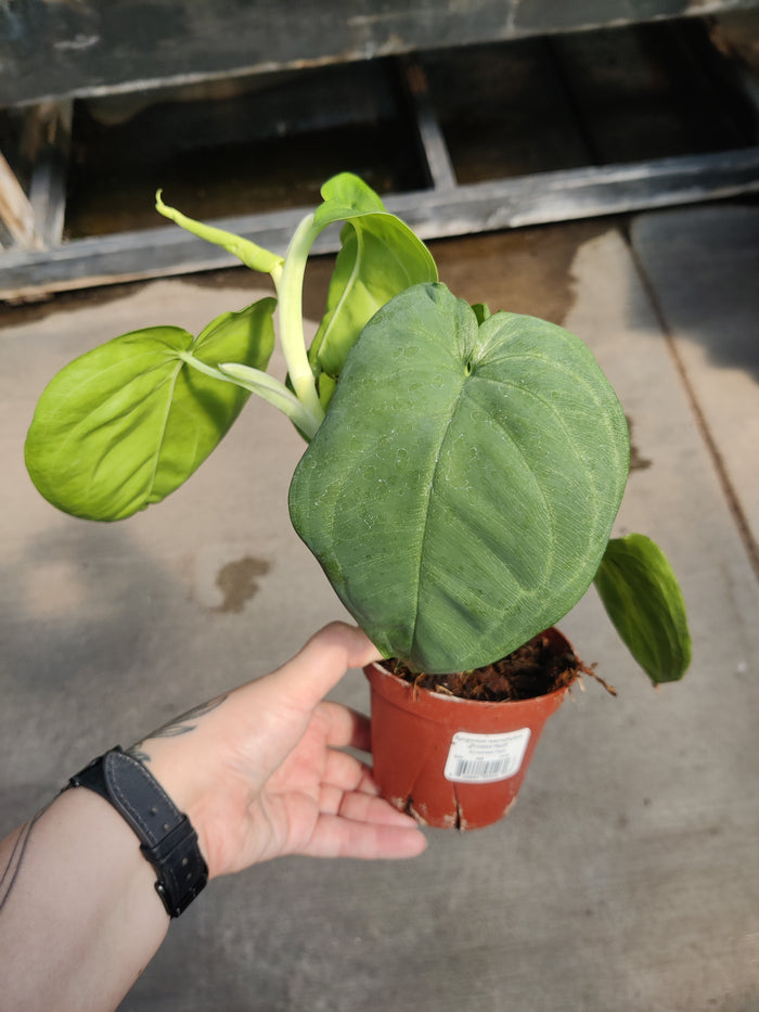 Syngonium, Frosted Heart
