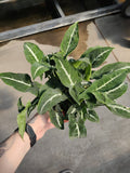 Syngonium, Silver Goose