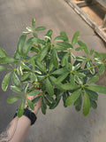 Umbrella Tree, Janine