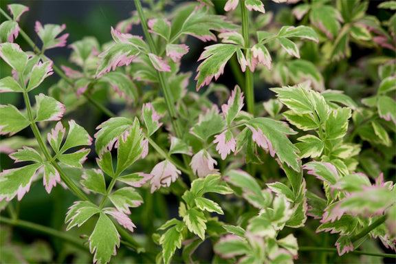 Water Celery "Flamingo"