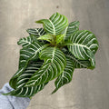 Zebra Plant