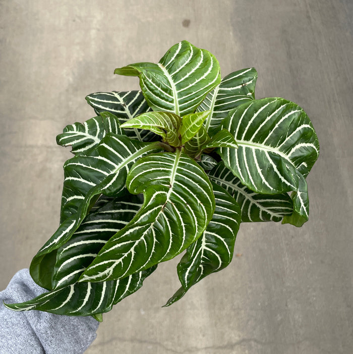Zebra Plant