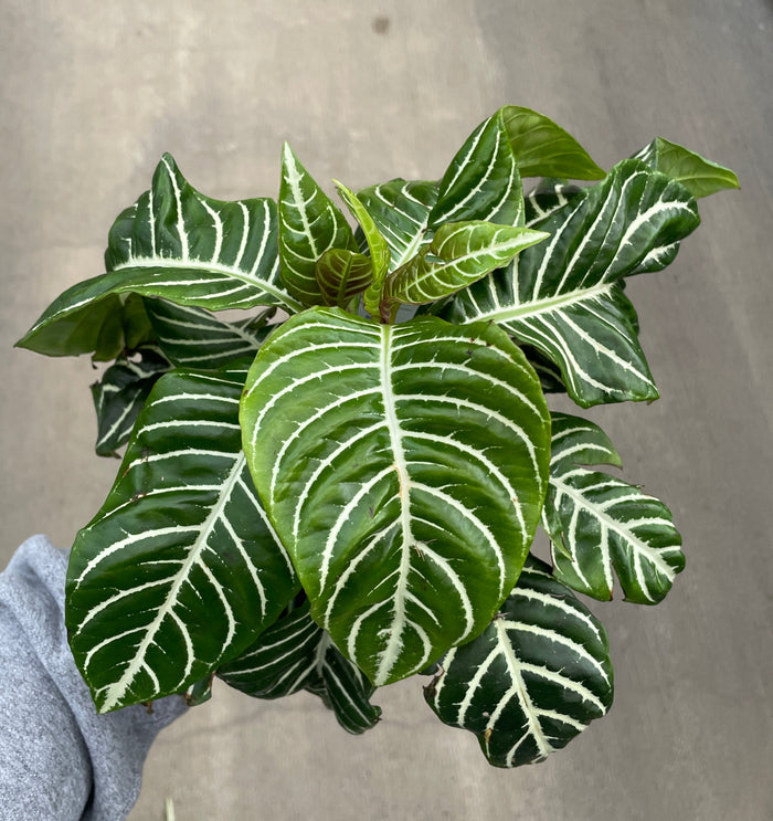 Zebra Plant