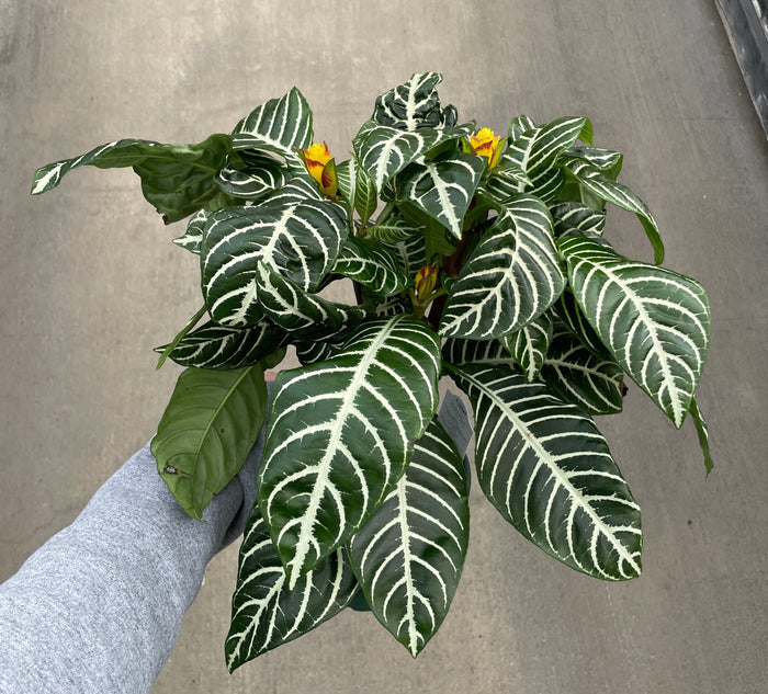 Zebra Plant