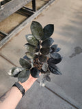 ZZ Plant, Black Queen