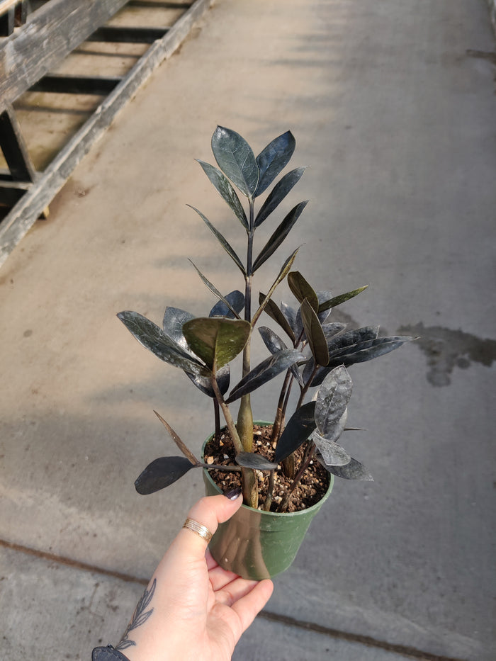 ZZ Plant, Black Queen