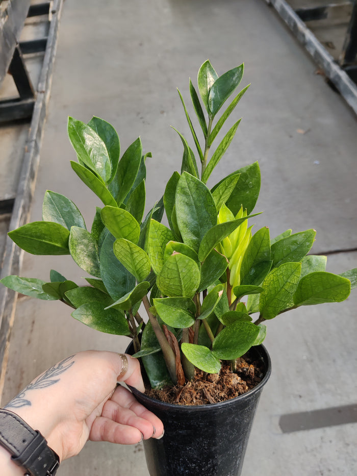 ZZ Plant, Chameleon