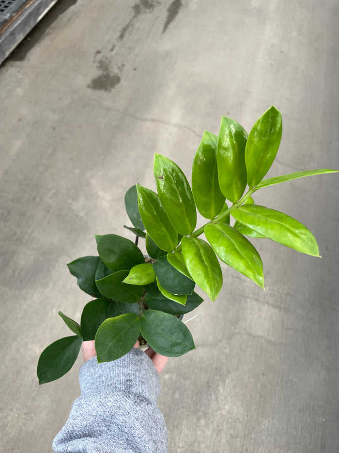ZZ Plant, Zenzi